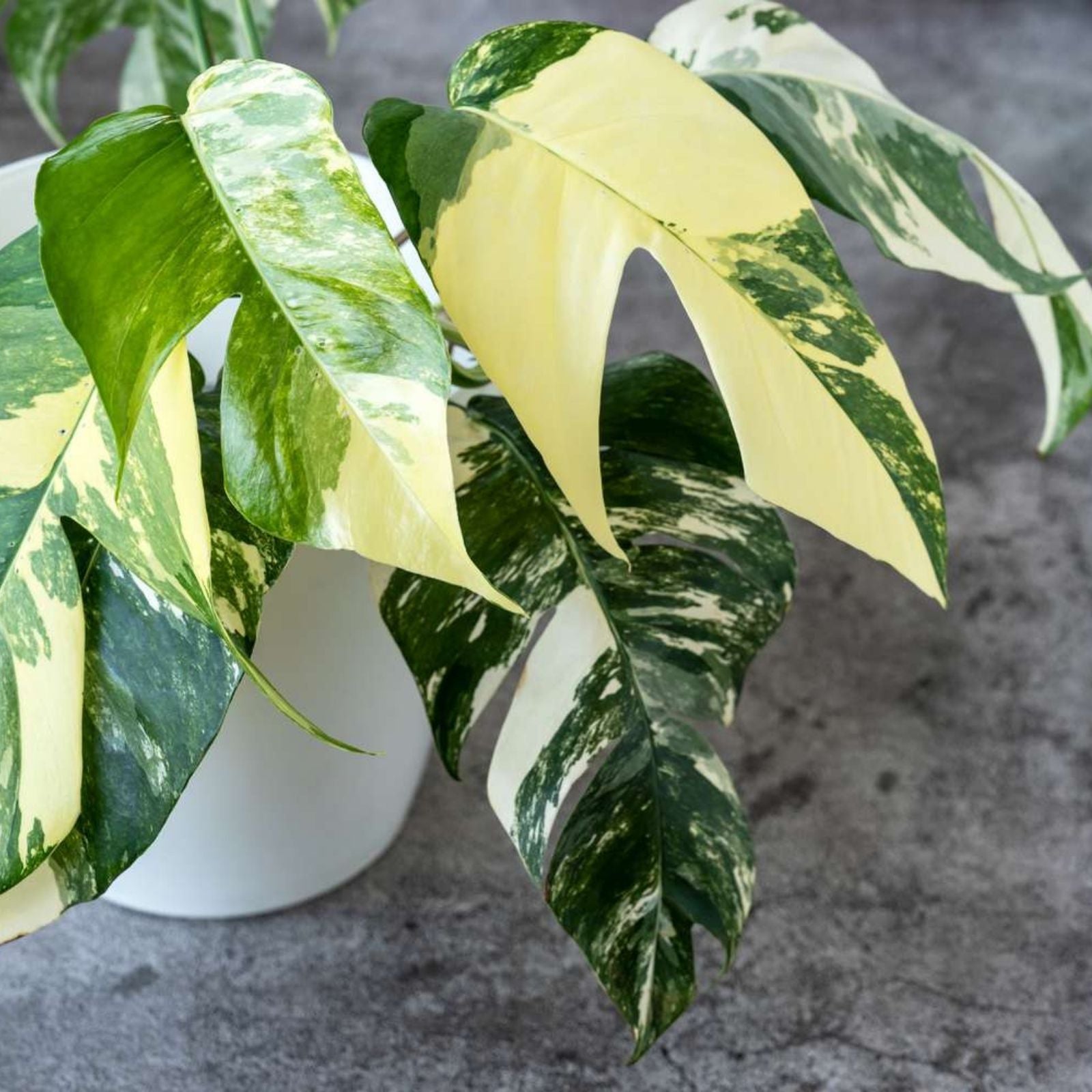 Albo Pothos Rooted Cutting - Variegated Epipremnum Pinnatum Houseplant for Indoor Decor, New Harvest Quality