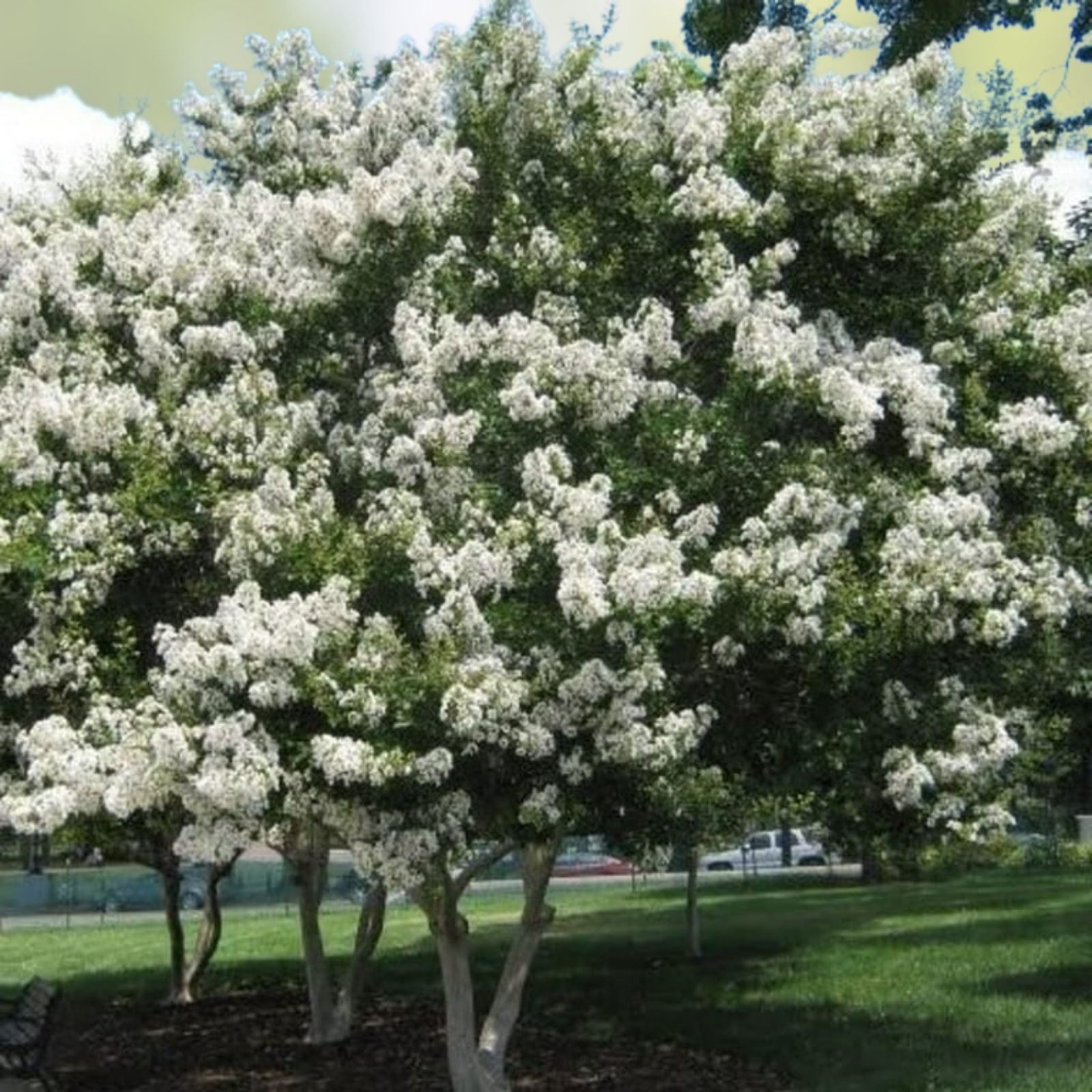 Crape Myrtle Cuttings Natchez Lagerstroemia indica Live Plant Bare Root Starter Tree for Garden Landscaping