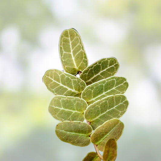 Marcgravia sp. Brown Peru Cutting - 10-Leaf Terrarium Plant - Exotic Indoor Greenery - Tropical Houseplant - Fast Growing
