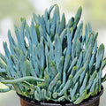 Senecio Vitalis Blue Serpents Succulent Cuttings 9 Pack - Indoor Garden Decor, Live Plant, Starter, Houseplant, 6-inch