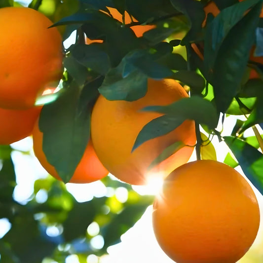 Orange Fruit Tree Scions 6-8 inch Cuttings Citrus sinensis Grafting Live Plant Starter