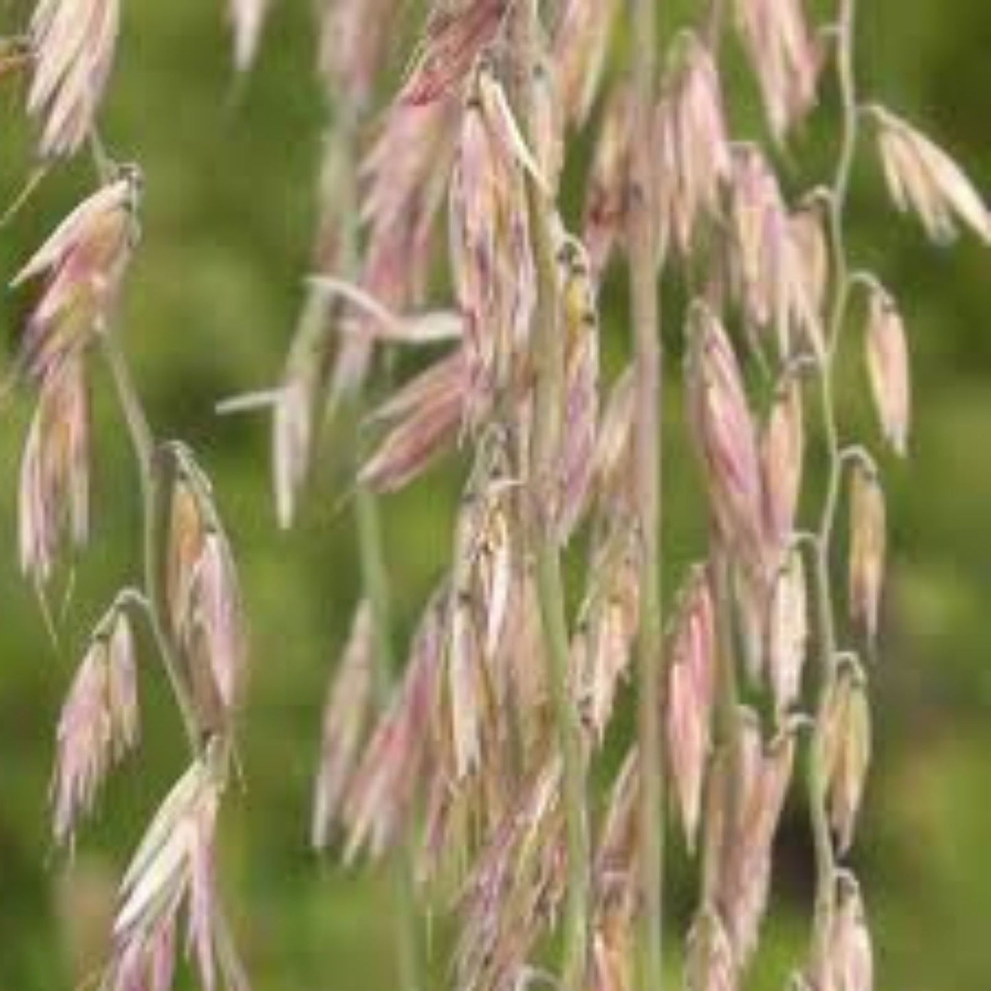 Sideoats Grass Seeds, Native Prairie Grass, Drought Tolerant, Eco-Friendly, Bouteloua curtipendula, Live Bare Root Starter Plant