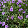 Ruellia simplex Mexican Petunias Cuttings 6" Purple Live Plant Garden Flower Ornamental Easy to Root