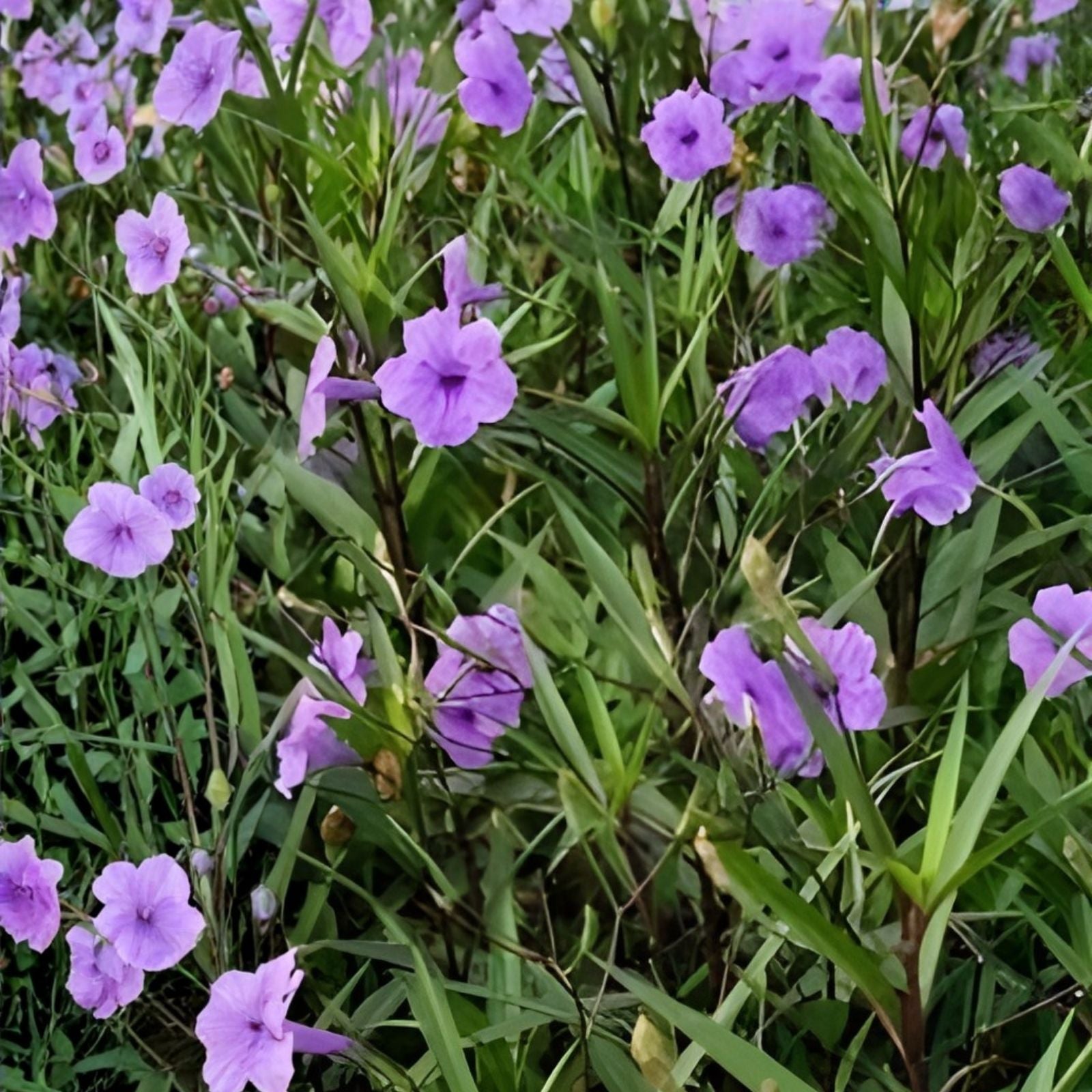 Ruellia simplex Mexican Petunias Cuttings 6" Purple Live Plant Garden Flower Ornamental Easy to Root