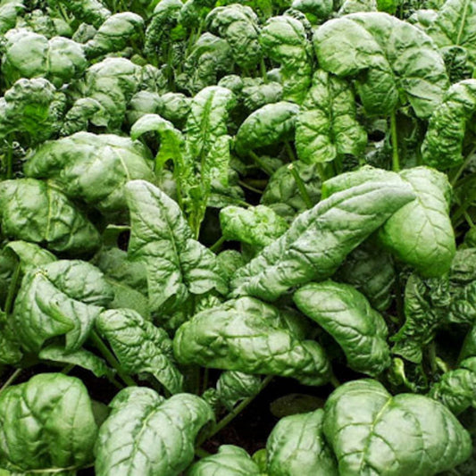 Organic Spinach Seeds 100-Pack Bloomsdale Non-GMO Vegetable Seeds for Gardening, Spinacia oleracea, Starter Plant, Live Seedling