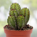 Polaskia Chichipe Cactus Cutting, Rare Succulent Plant, Indoor Decor, Live Plant, Starter, Houseplant, H12