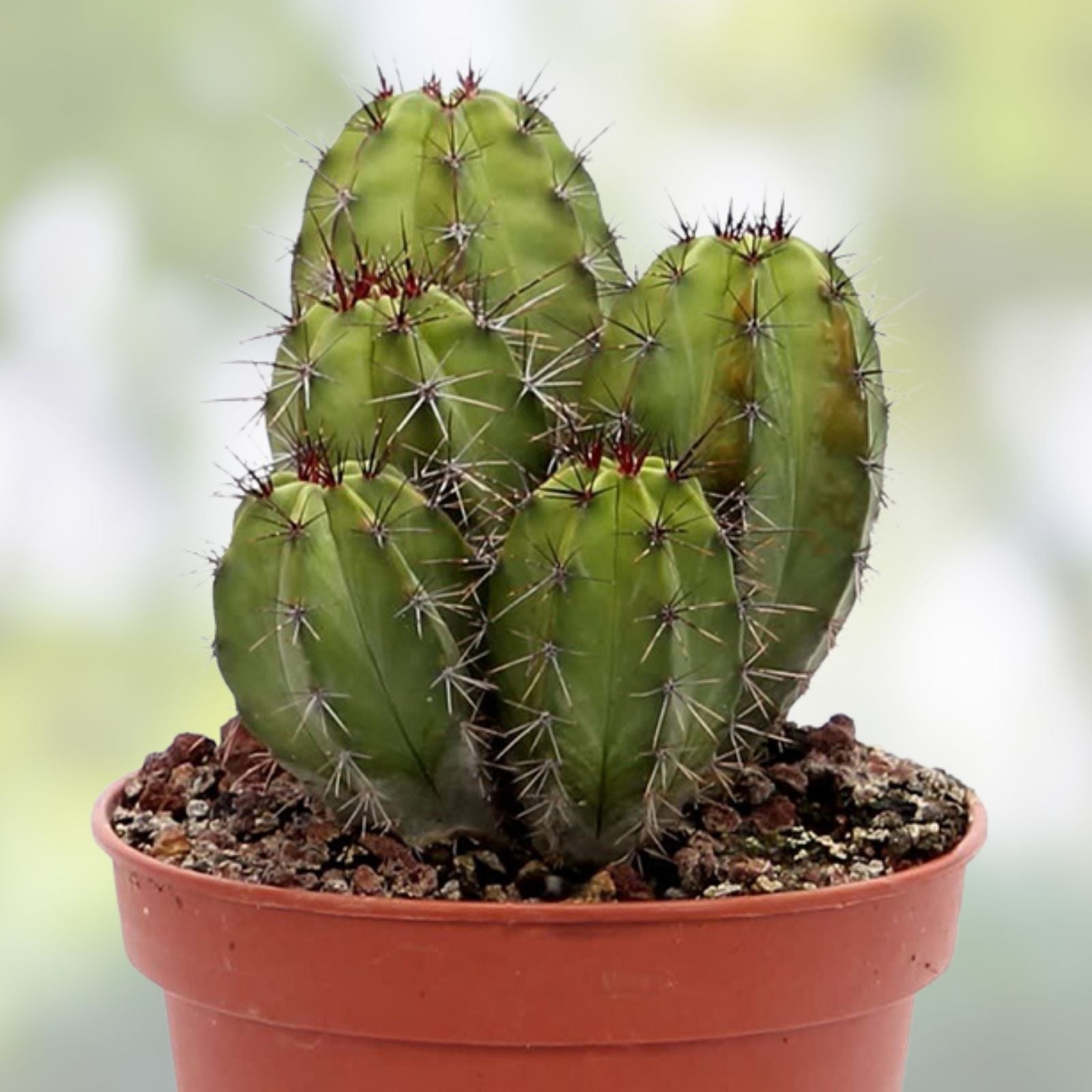 Polaskia Chichipe Cactus Cutting, Rare Succulent Plant, Indoor Decor, Live Plant, Starter, Houseplant, H12