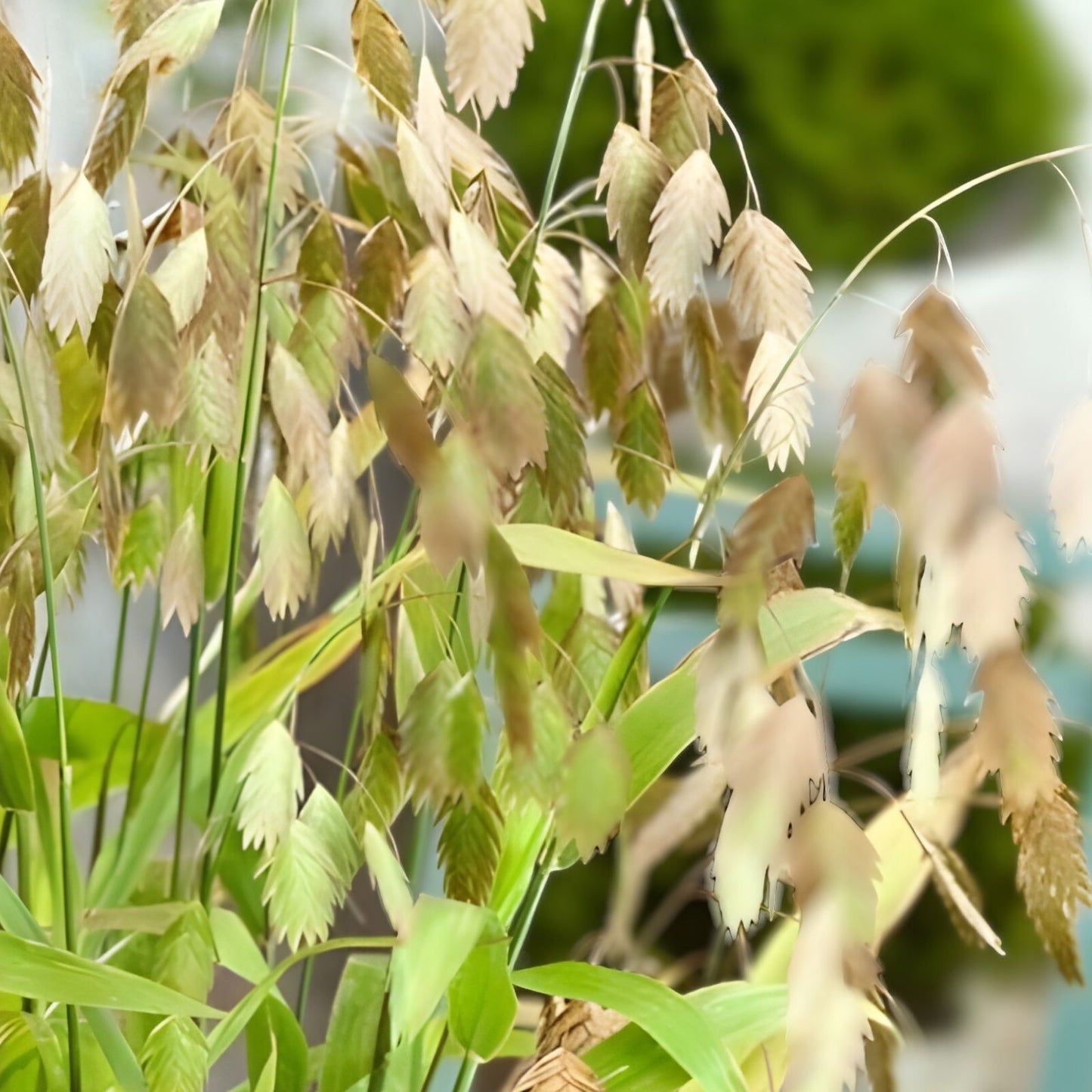 Indian Woodoats Grass Seeds – 100 Seeds for Planting – Chasmanthium latifolium – Native Ornamental Perennial Grass