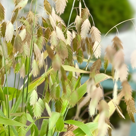 Indian Woodoats Grass Seeds – 100 Seeds for Planting – Chasmanthium latifolium – Native Ornamental Perennial Grass