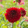 Dahlia Tuber Mingus Alex Deep Velvet Red Double Ruffle Flower Live Plant, 8" Starter Bulb