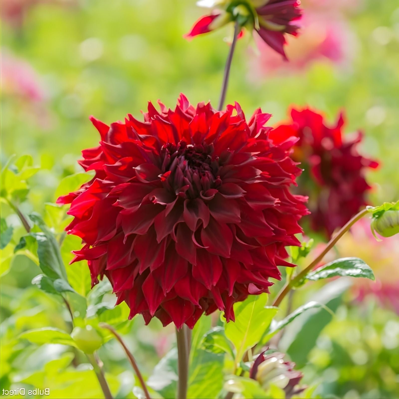Dahlia Tuber Mingus Alex Deep Velvet Red Double Ruffle Flower Live Plant, 8" Starter Bulb