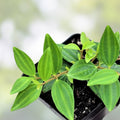 Peperomia Angulata Funky Frog Rooted Cutting | Indoor Houseplant | Easy Care Green Leaf Plant | Live Starter Plant