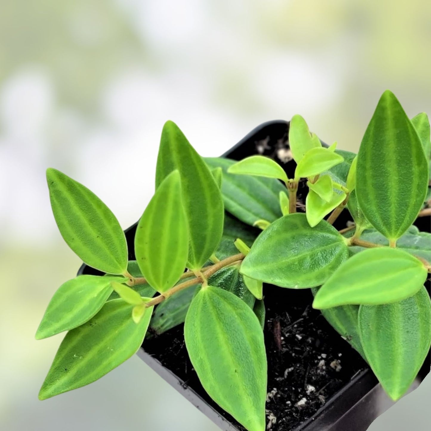Peperomia Angulata Funky Frog Rooted Cutting | Indoor Houseplant | Easy Care Green Leaf Plant | Live Starter Plant