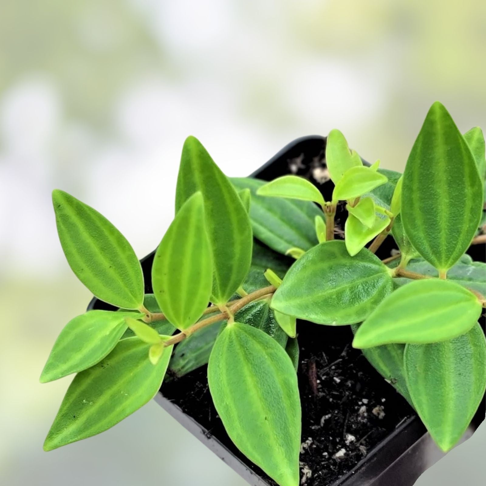 Peperomia Angulata Funky Frog Rooted Cutting | Indoor Houseplant | Easy Care Green Leaf Plant | Live Starter Plant