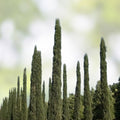 Italian Cypress Seeds 100 Count - Evergreen Tree Seeds for Planting - Cupressus sempervirens - Ornamental Garden Tree Seeds