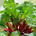 Victoria Rhubarb Crown Division - Live Bare Root Edible Perennial Vegetable Plant - Rheum x hybridum