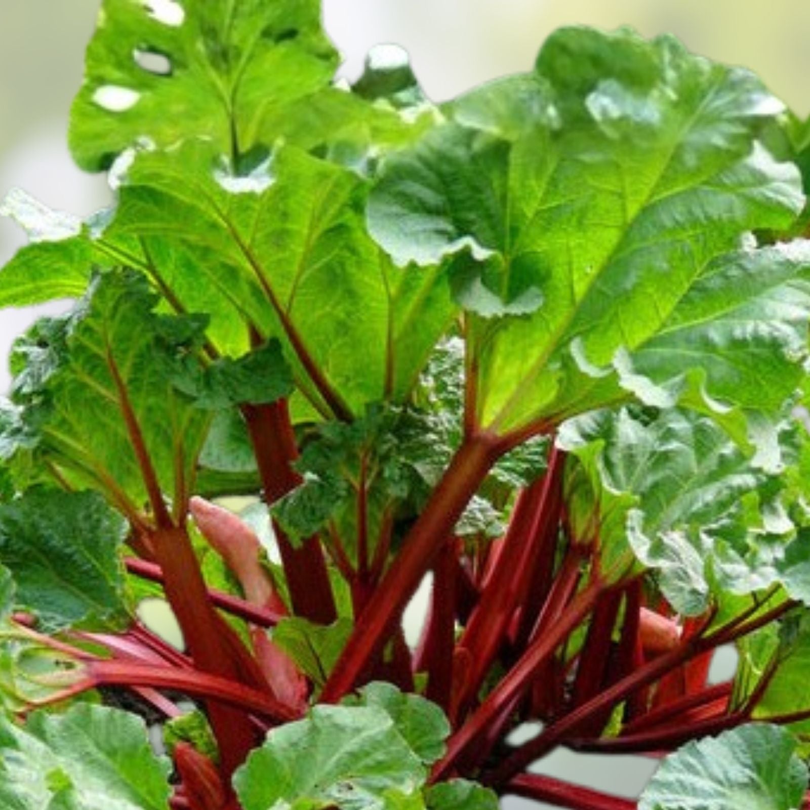 Victoria Rhubarb Crown Division - Live Bare Root Edible Perennial Vegetable Plant - Rheum x hybridum