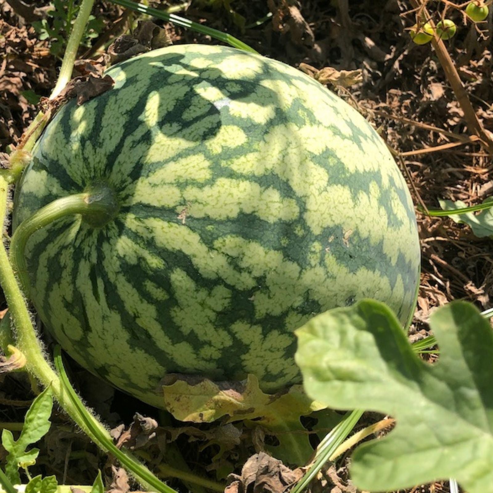 Watermelon Seeds 500 Count Klondike Striped Blue Ribbon Heirloom Citrullus lanatus Garden Planting