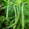 Blue Lake Bush Green Bean Seeds Heirloom Variety 20+ Tasty Phaseolus vulgaris Live Plant Cutting