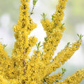 5 Cuttings Yellow Bell Forsythia - Hardy Ornamental Bush Perennial - Forsythia x intermedia - Spring Flowering Shrub - Easy to Grow