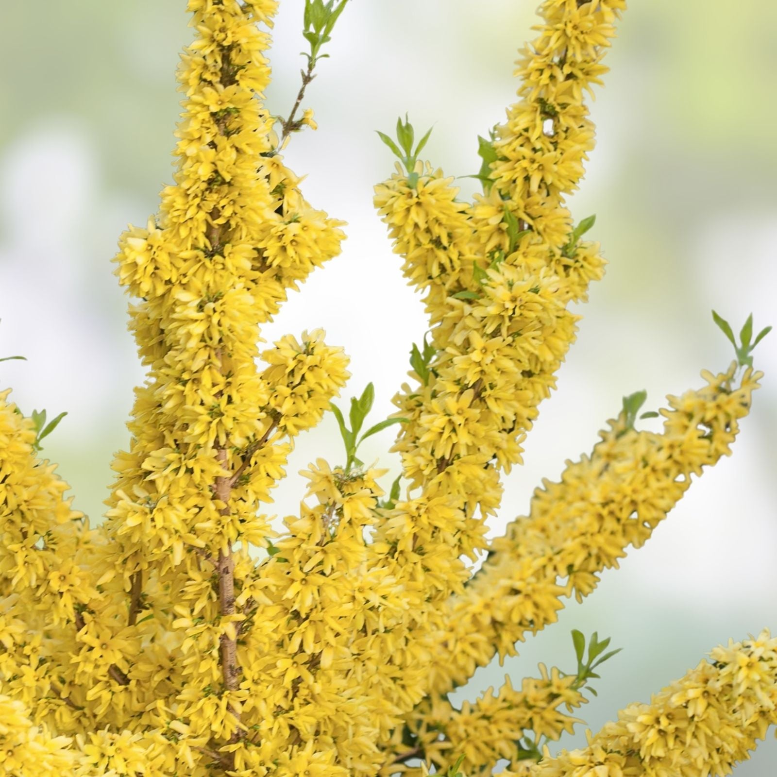 5 Cuttings Yellow Bell Forsythia - Hardy Ornamental Bush Perennial - Forsythia x intermedia - Spring Flowering Shrub - Easy to Grow