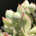 Rare Echeveria Cotyledon Pendens Variegata Succulent Cutting 4-inch Live Plant for Home Decor Gardening