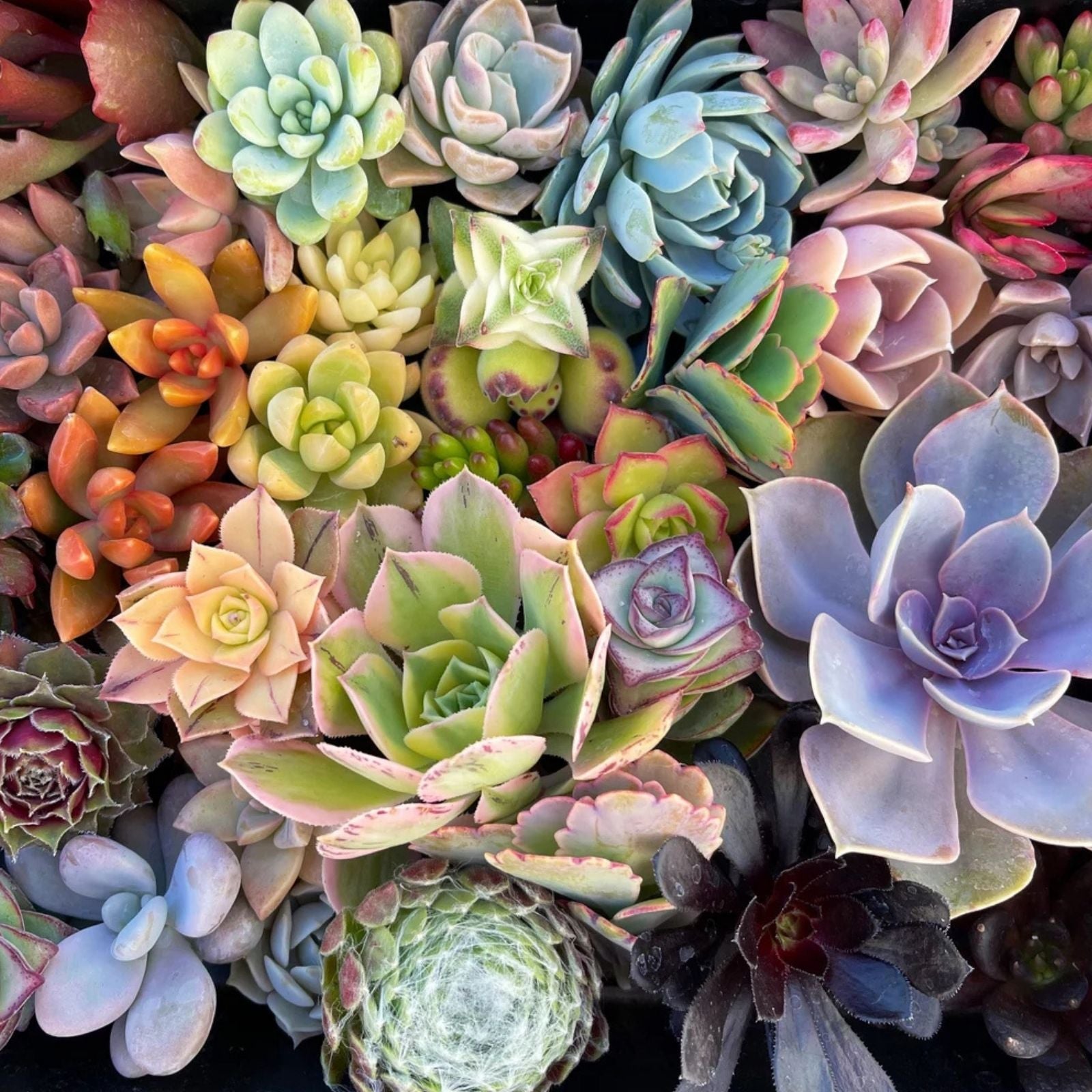 Rainbow Succulent Bundle – 6 Colorful Live Succulents/Cuttings – Indoor Gardening Plant Collection – Variety May Vary