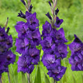 Purple Gladiolus Bulbs 12/14cm Tall Sword Lily Live Plant Flowering Bulbs for Garden, Cut Flower, Flowering Bulbs
