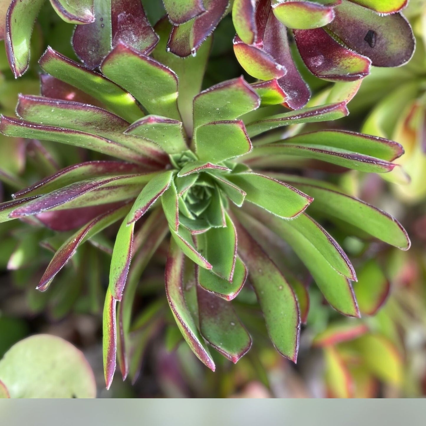 Aeonium 'Merlot' Cutting | Purple Foliage Succulent Plant | Low Mounding Rosette Starter | Easy to Grow | Fresh Stock