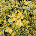 Blonde Variegated Winter Creeper Euonymus fortunei Live Plant Cuttings Set of 12 Ground Cover Vine Perennial Houseplant