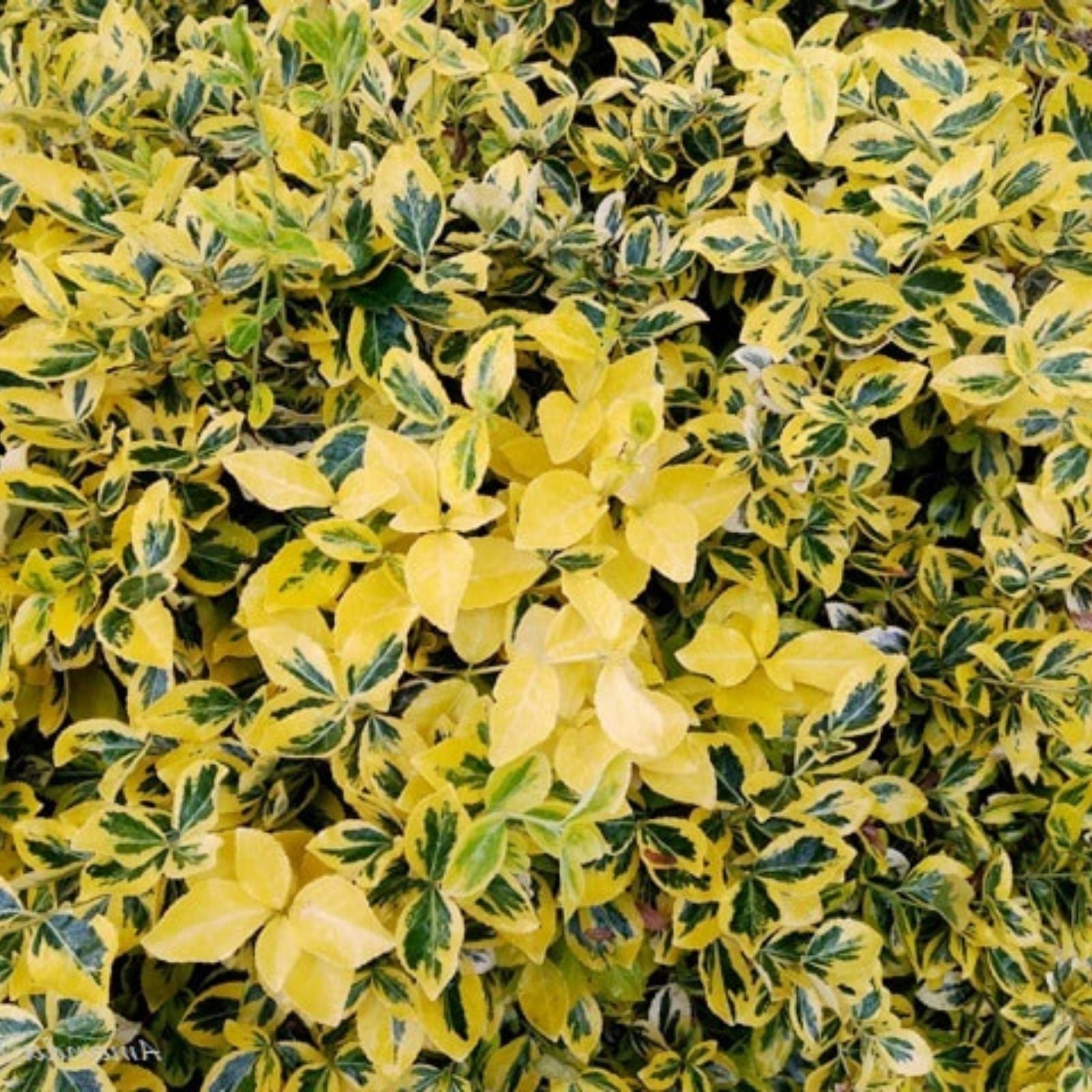 Blonde Variegated Winter Creeper Euonymus fortunei Live Plant Cuttings Set of 12 Ground Cover Vine Perennial Houseplant