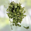Dischidia Geri Cutting, Indoor Houseplant, Easy Care, Lightly Rooted, Live Plant, Succulent, Houseplant, Starter Plant