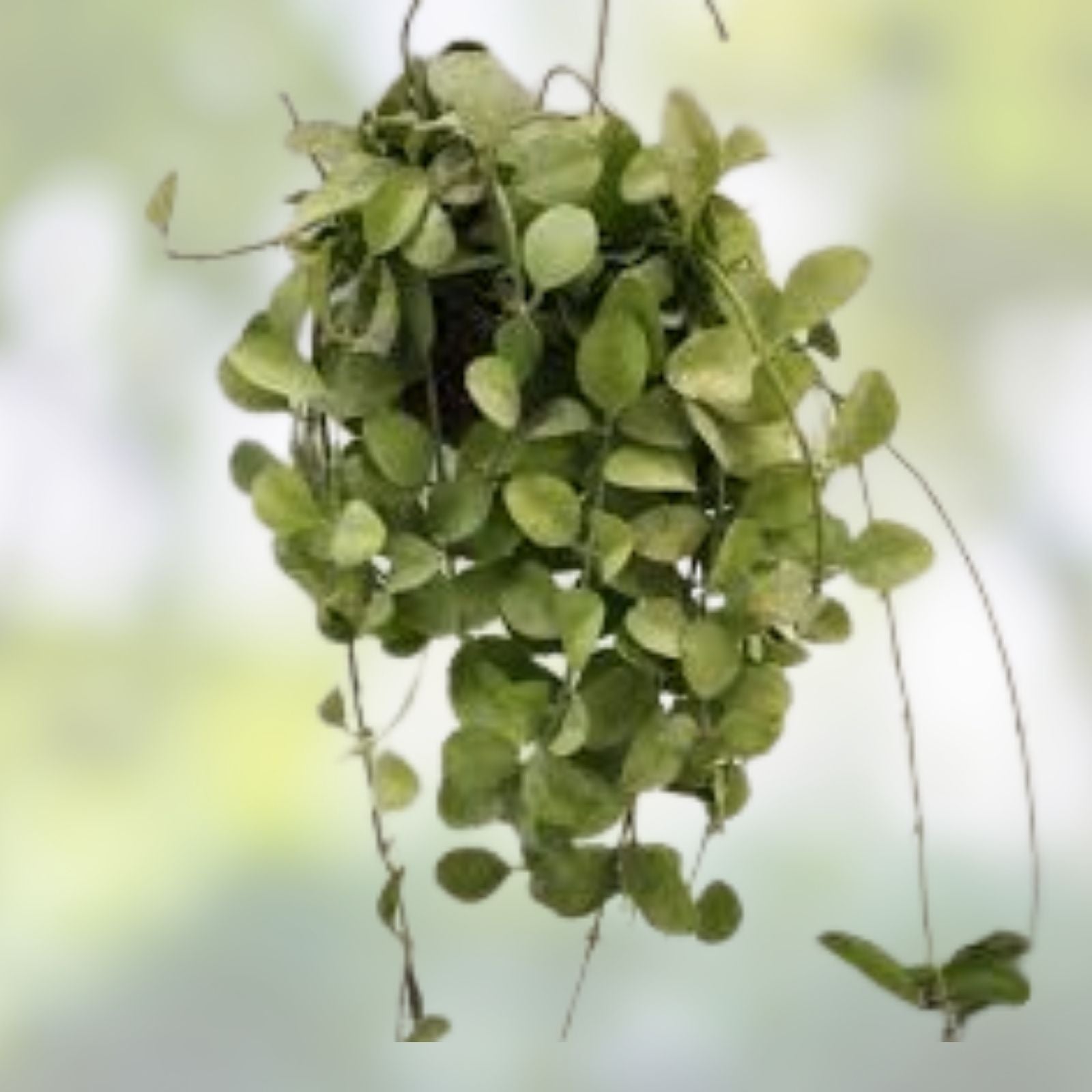 Dischidia Geri Cutting, Indoor Houseplant, Easy Care, Lightly Rooted, Live Plant, Succulent, Houseplant, Starter Plant