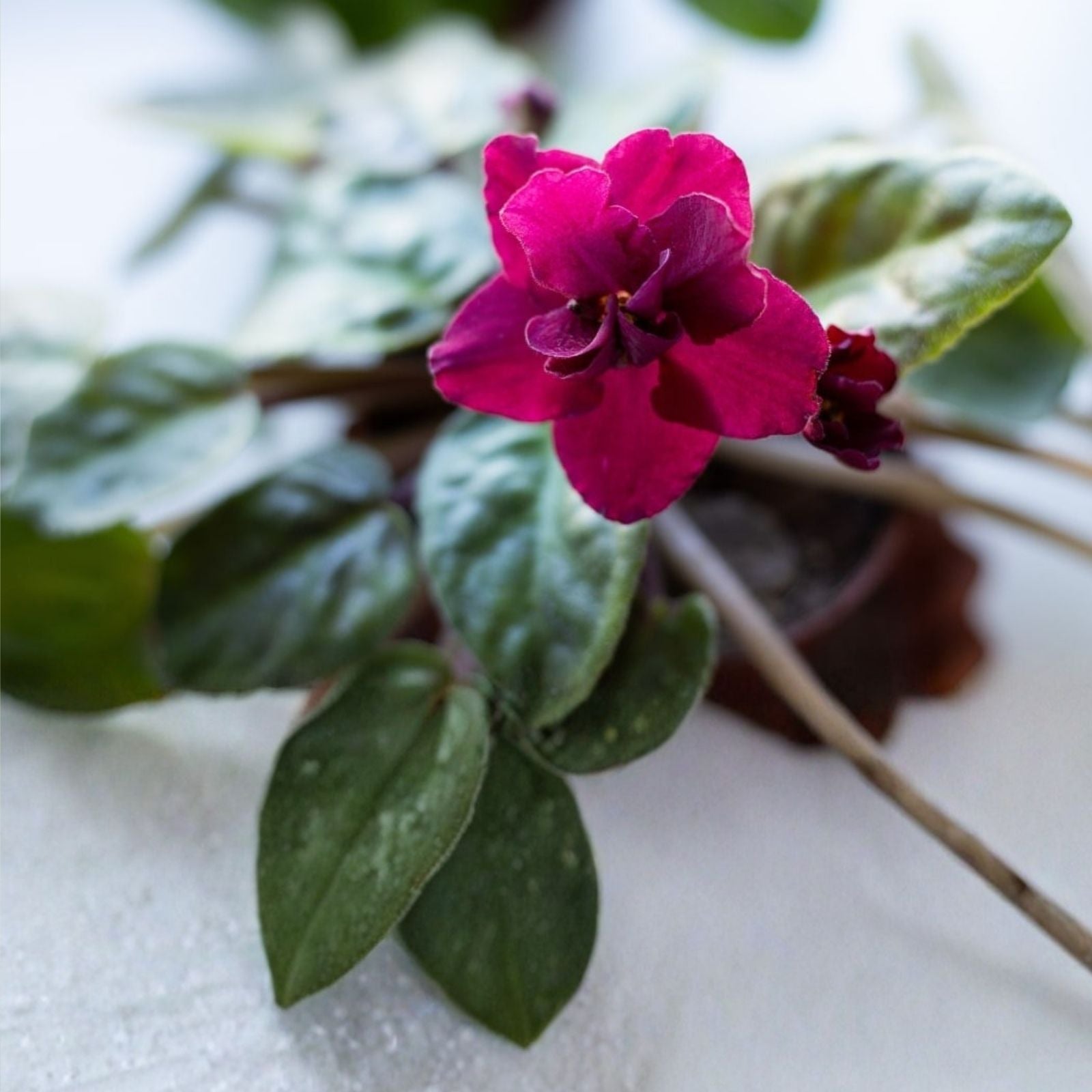 African Violet Leaf Cutting Red Diamond Saintpaulia Live Plant Houseplant Starter