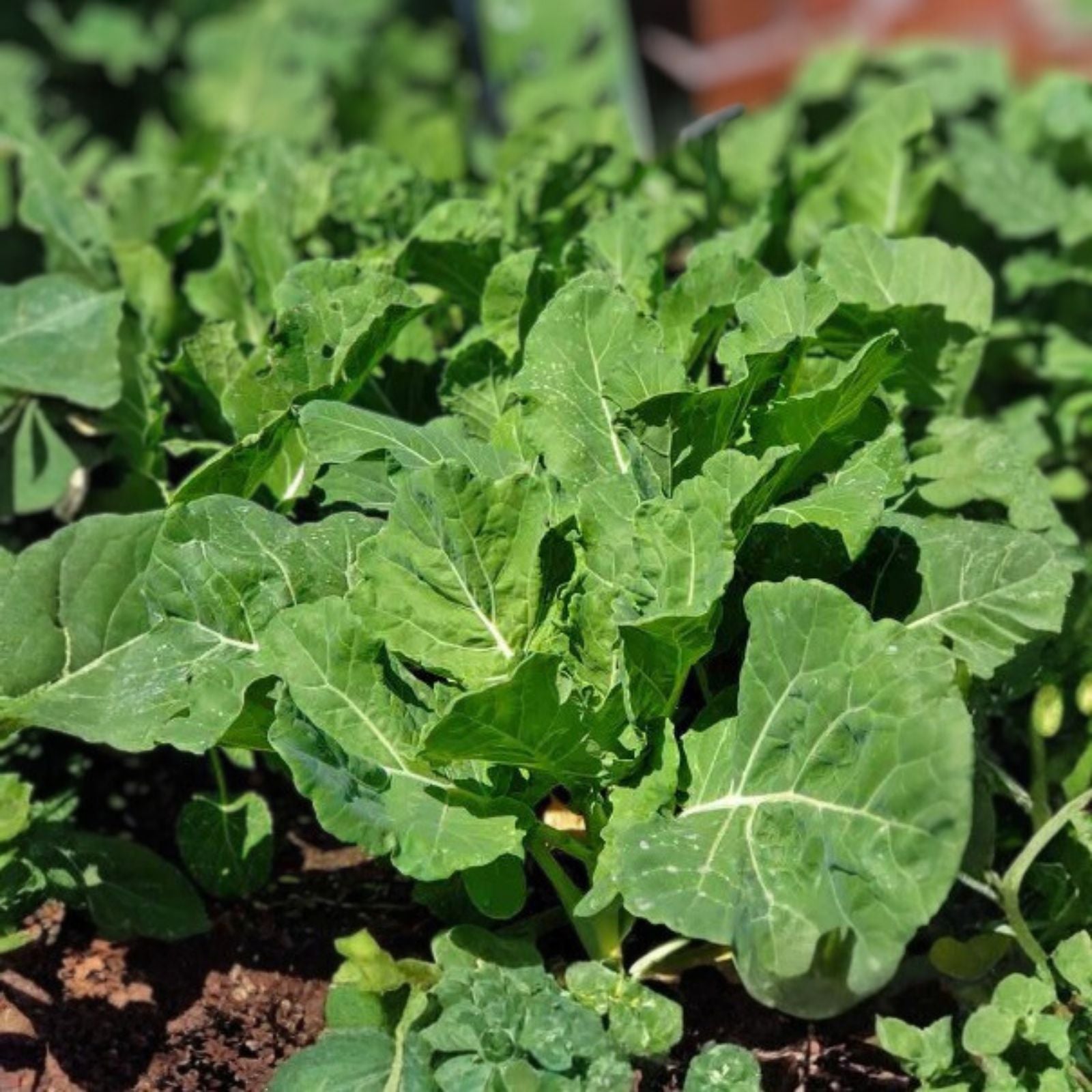 Collard Greens Seeds Georgia Southern Heirloom Non-GMO Brassica oleracea Vegetable Seeds 500 Count
