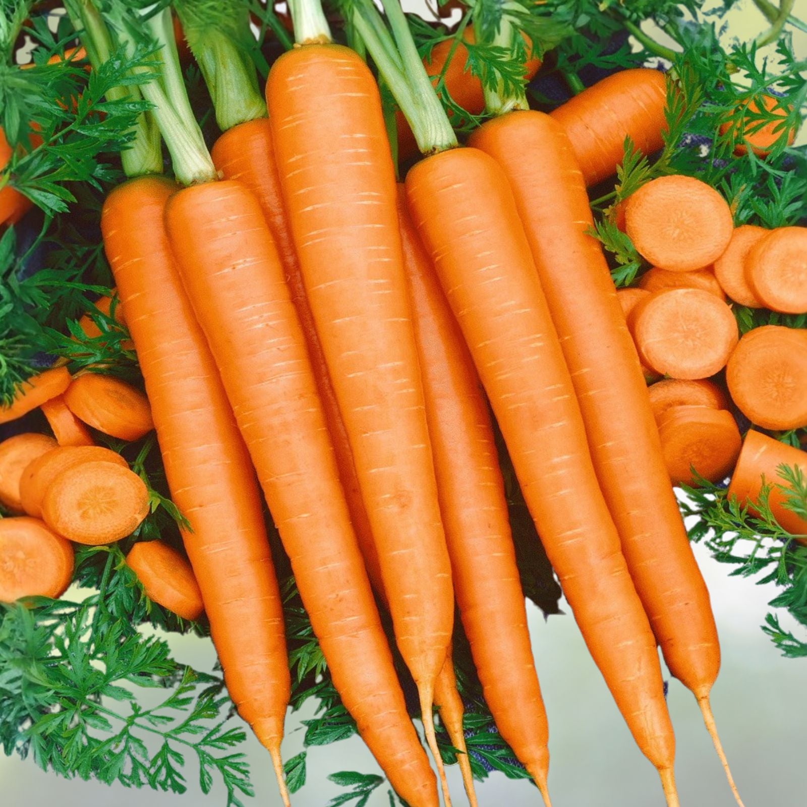 Organic Little Finger Carrot Seeds | Non-GMO Daucus carota Vegetable Seeds 50+ Starter Plants, Root, Garden, Grow Your Own