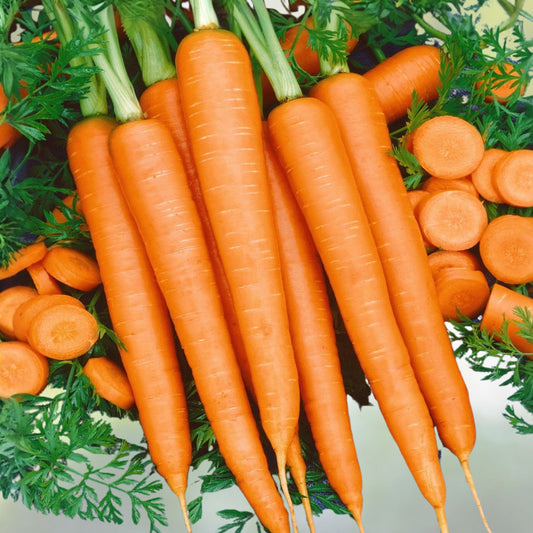 Organic Little Finger Carrot Seeds | Non-GMO Daucus carota Vegetable Seeds 50+ Starter Plants, Root, Garden, Grow Your Own
