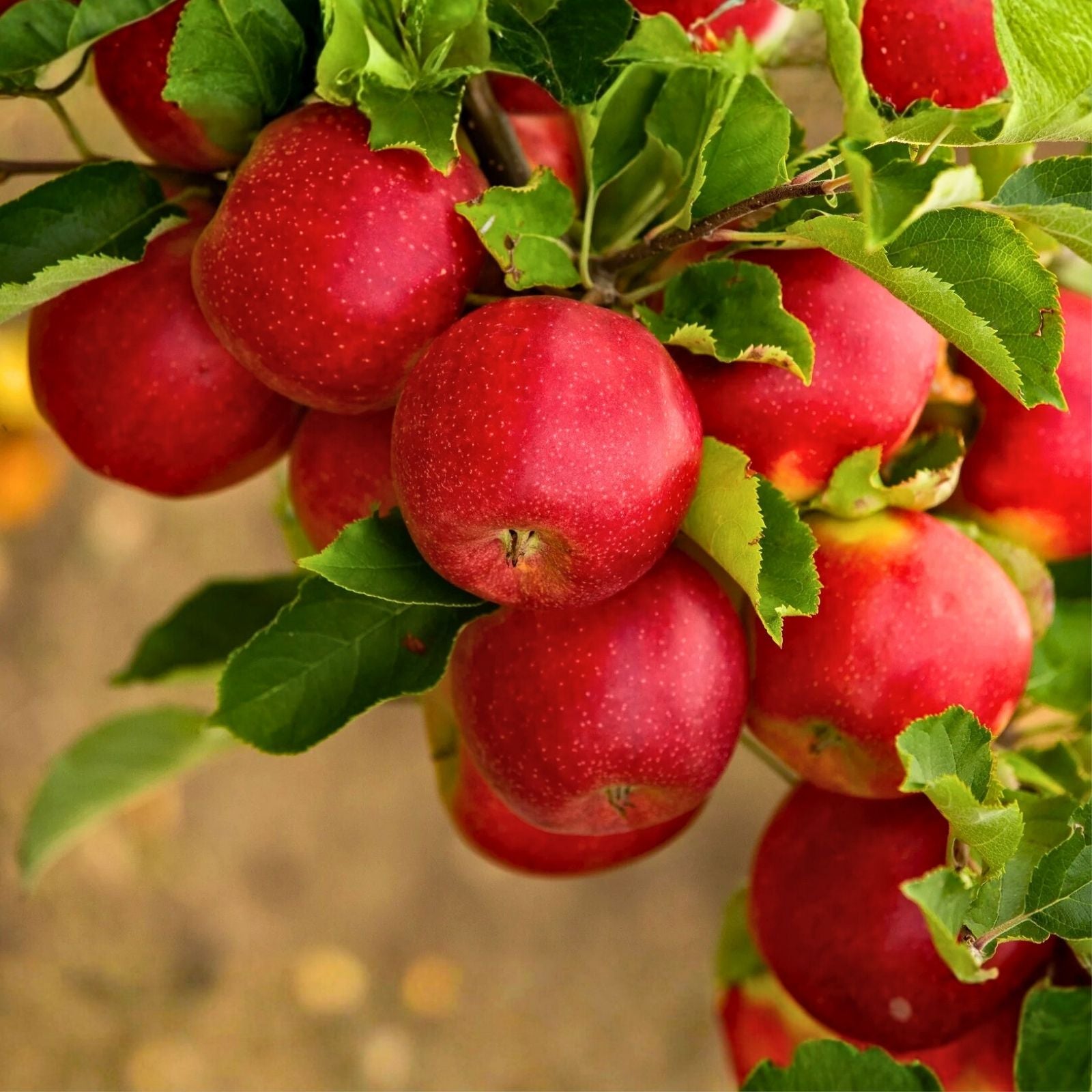 Paradise Apple Seeds Malus domestica Edible Fruit Tree Seeds 20 Starter Plants for Growing Apple Tree Free Shipping USA