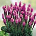 Purple Blazing Star Liatris spicata Live Plants Set of 3 Perennial Butterfly Garden Flowers Zones 3-8