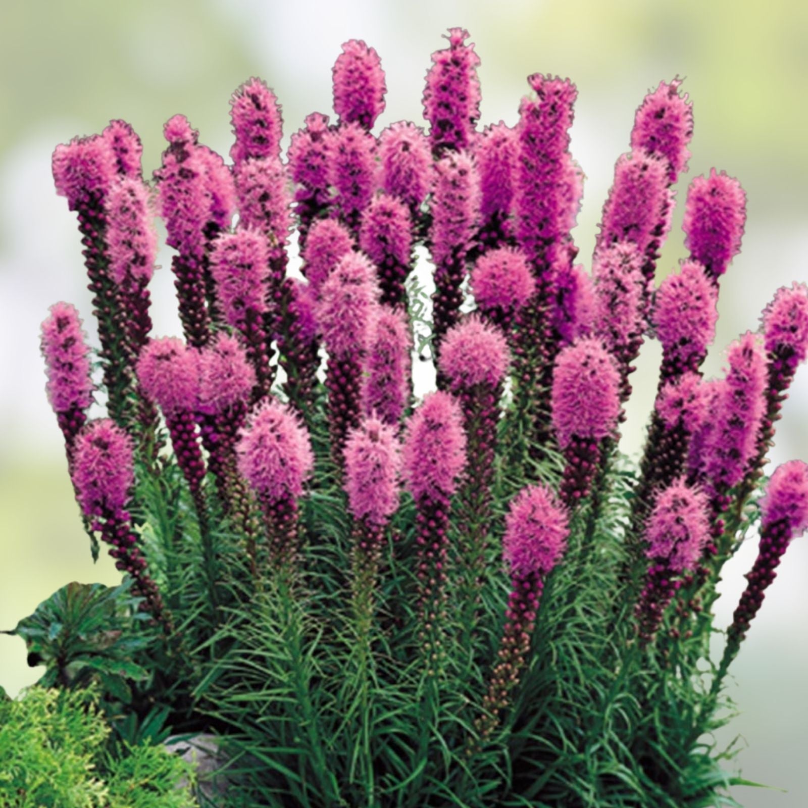 Purple Blazing Star Liatris spicata Live Plants Set of 3 Perennial Butterfly Garden Flowers Zones 3-8