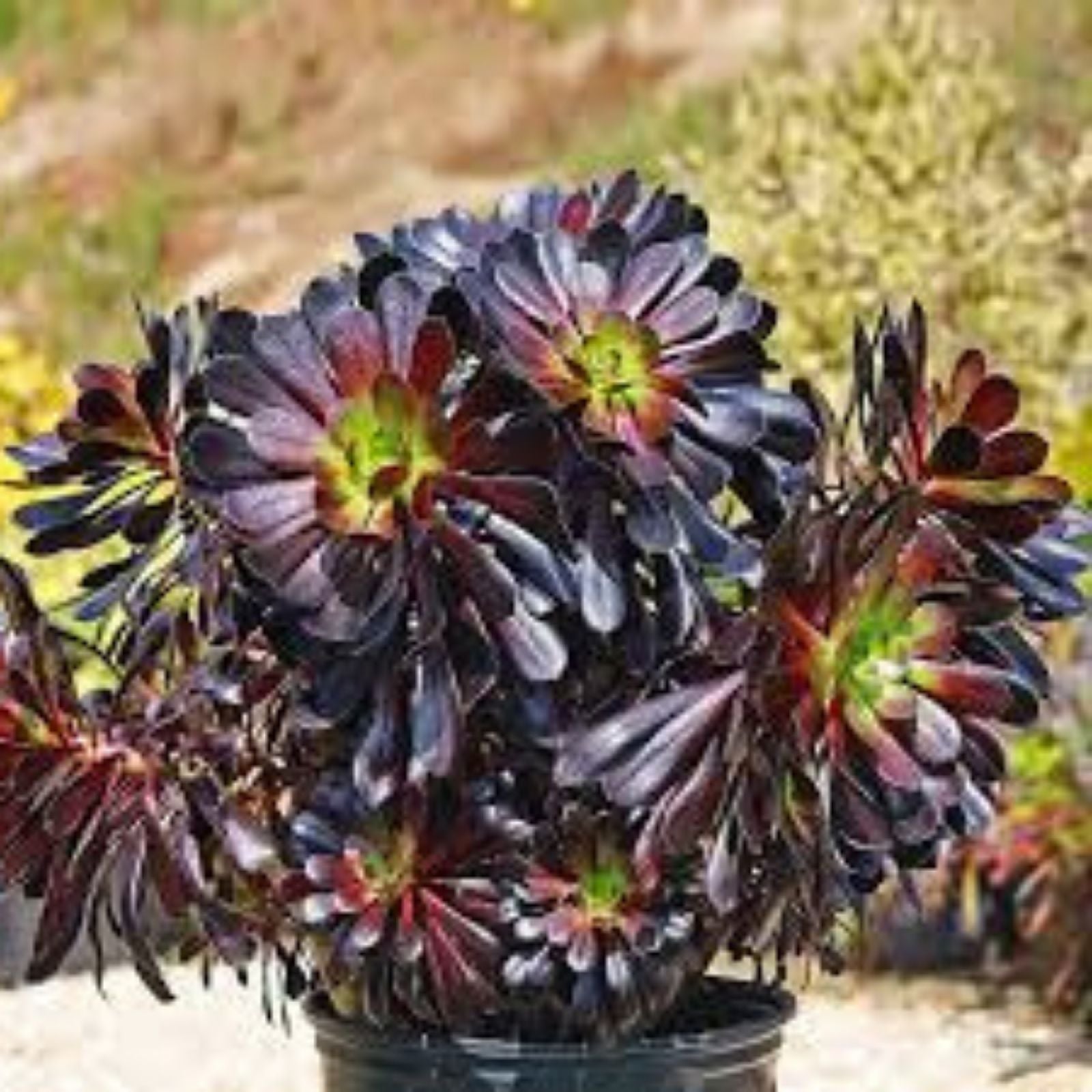 Aeonium Voodoo Cutting | Succulent Plant | Dark Purple Foliage | Aeonium arboreum 'Zwartkop'