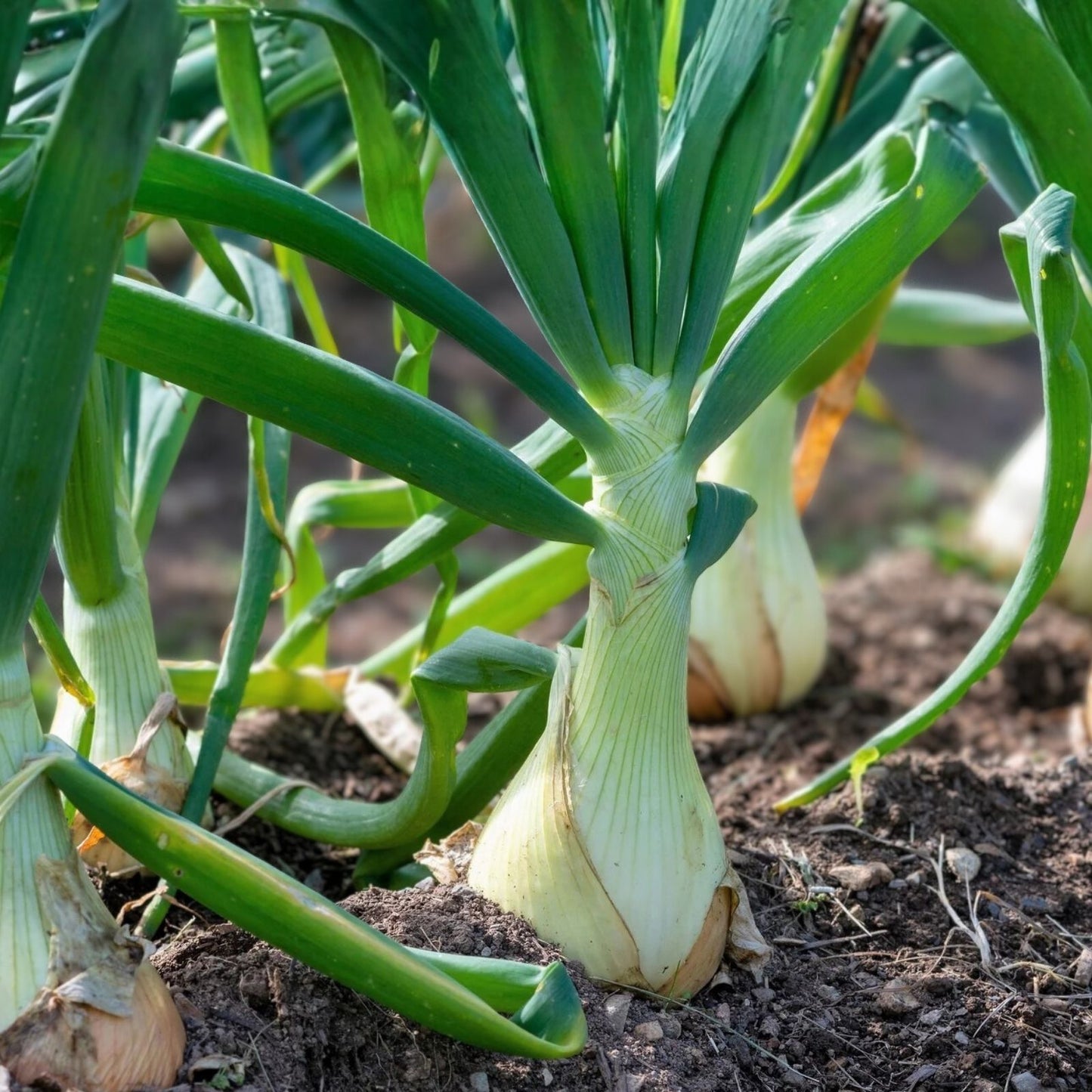 Heirloom Spanish White Onion Seeds | Non-GMO Allium cepa Vegetable Seeds for Gardening | Starter, Bare Root, Live Plant, Cutting