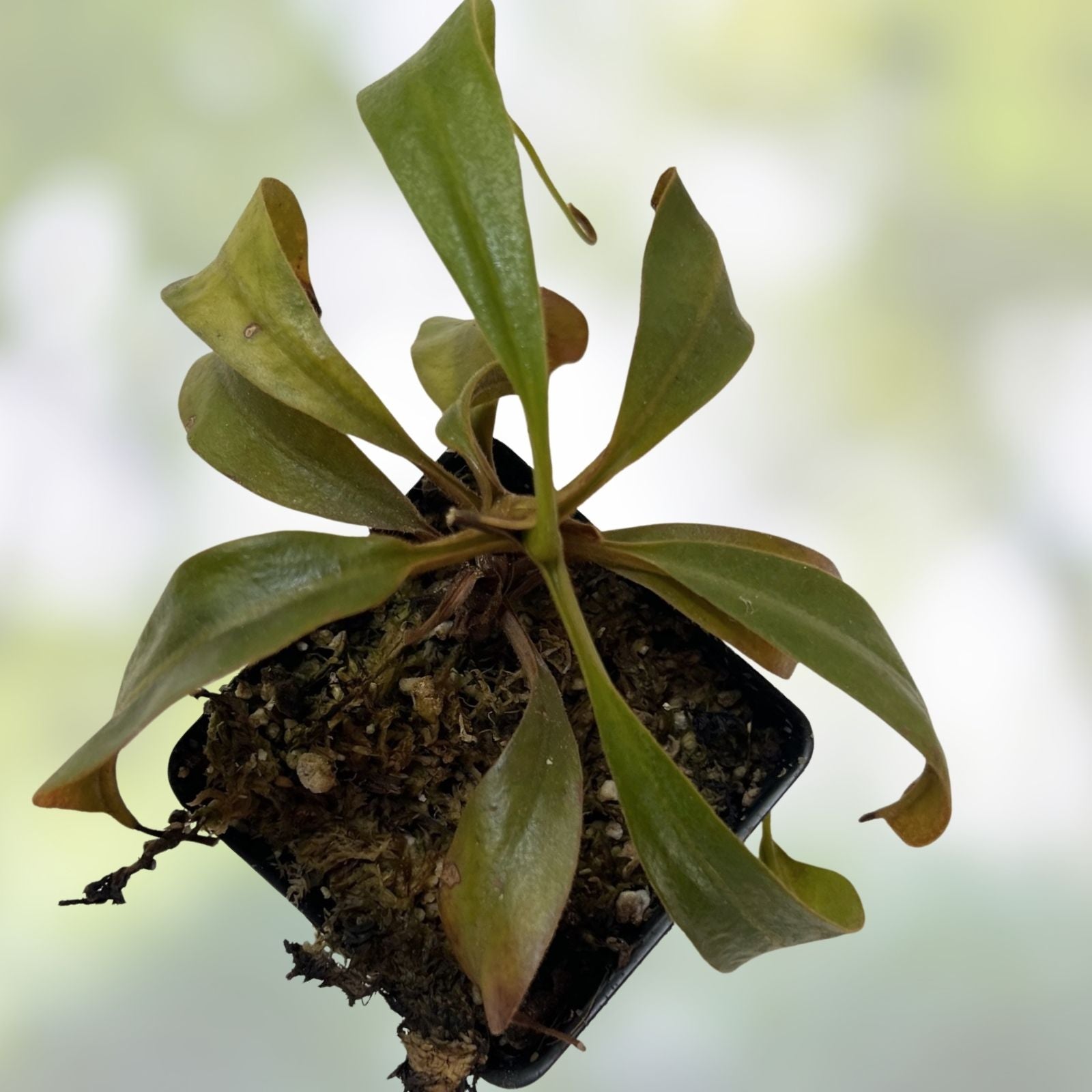 Nepenthes Epiphytica x Mollis Carnivorous Pitcher Plant Live Indoor Terrarium Houseplant Starter Cutting