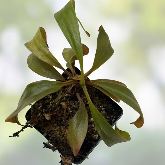 Nepenthes Epiphytica x Mollis Carnivorous Pitcher Plant Live Indoor Terrarium Houseplant Starter Cutting