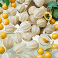 Golden Gladiolus Flower Bulbs – 10 Bulbs, Yellow, Hardy Gladiolus hortulanus, Summer Blooming Garden Flower Bulbs