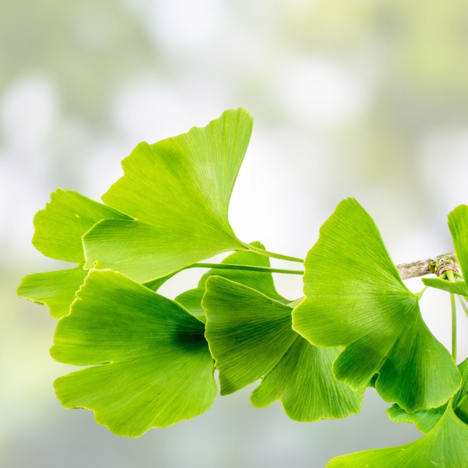 Ginkgo Biloba Cuttings for Rooting and Grafting, Medicinal Tree Propagation Material, Fresh Stock, Ginkgo Tree Planting Supplies