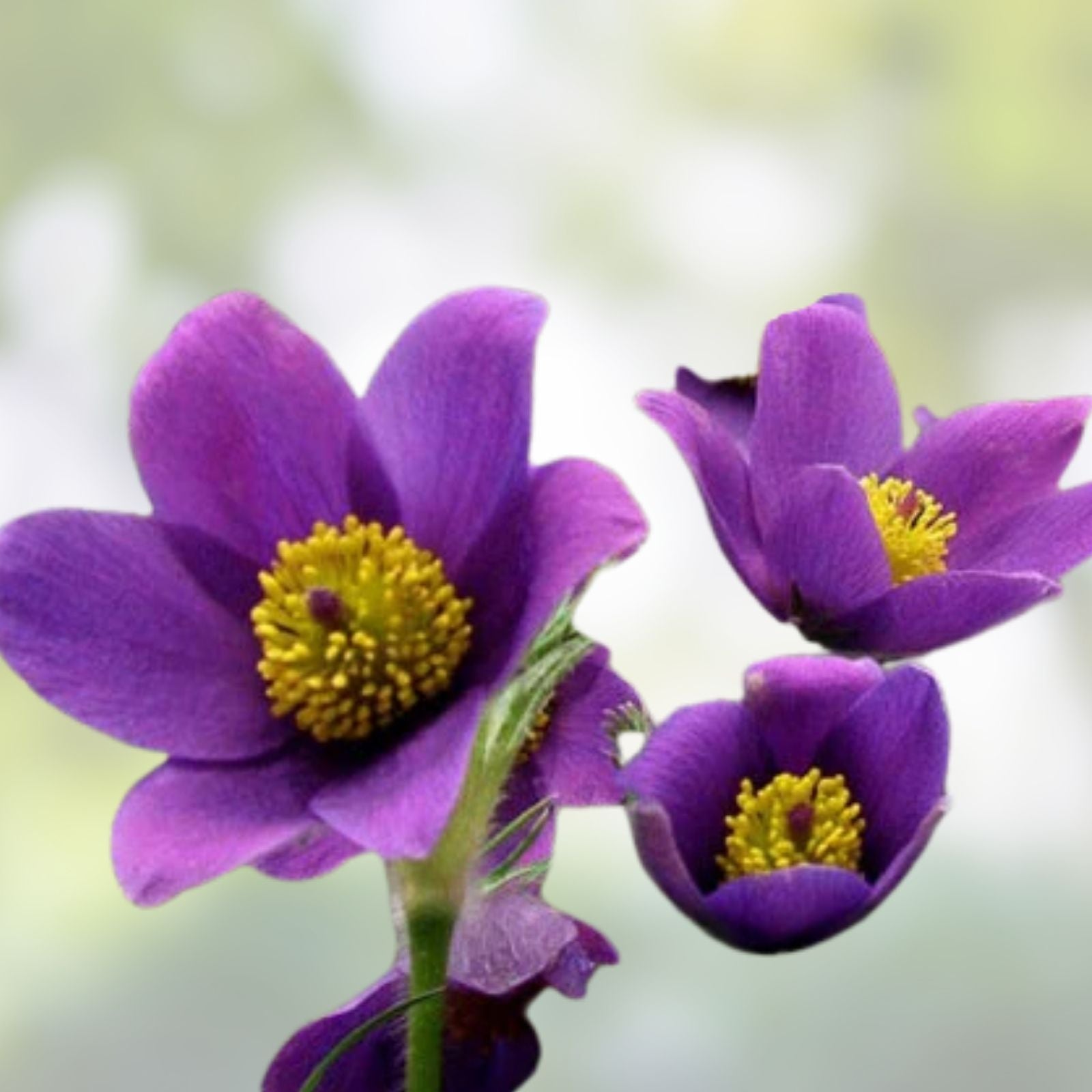 Pulsatilla vulgaris Seeds 500 Count Red Bells Violet Hardy Perennial Flower Plant Starter Cuttings