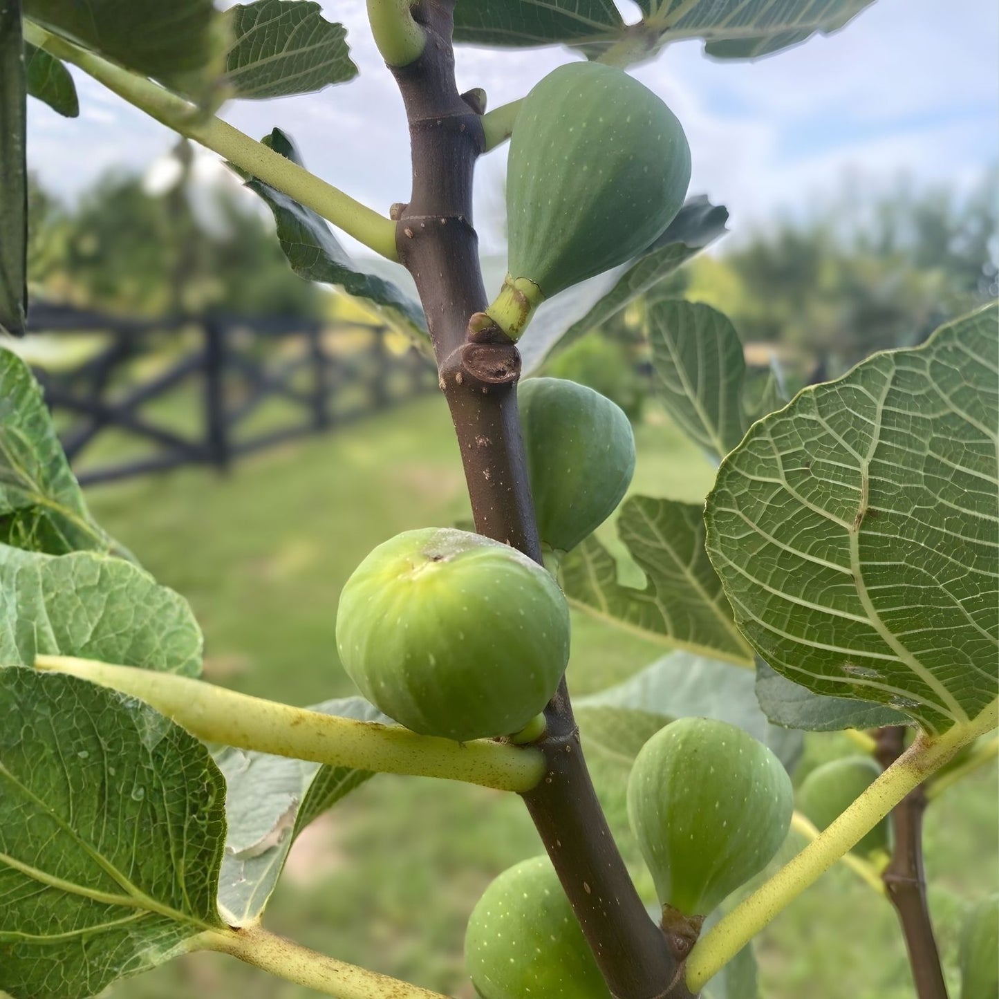 Green Ischia Fig Cuttings 2 Pack Ficus carica Live Plant Starter Bare Root Propagation Willow Water
