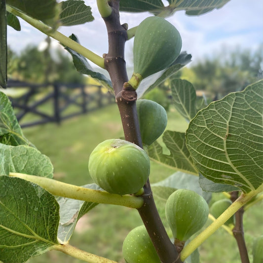 Green Ischia Fig Cuttings 2 Pack Ficus carica Live Plant Starter Bare Root Propagation Willow Water