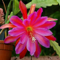 Epiphyllum Cuttings Puerto Vallarta Exotic Cactus Plant 8-10 Inches Live Houseplant Unrooted